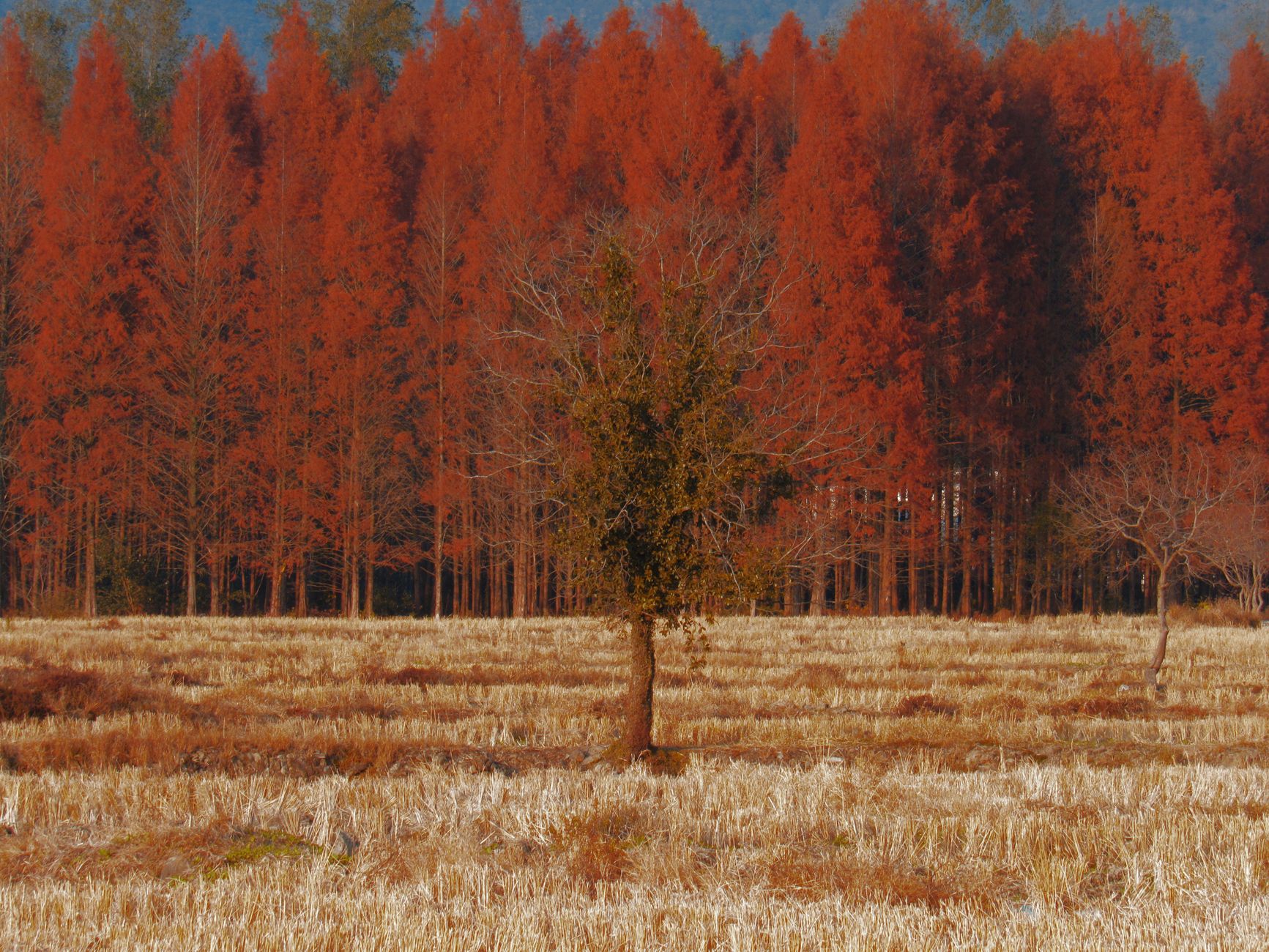 Dry stressed trees shedding leaves early in a landscape during a dry autumn.